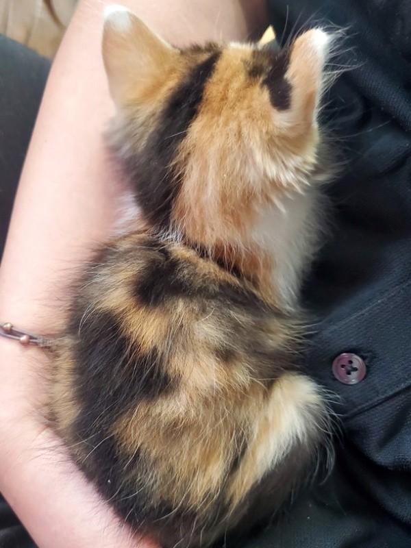 車のボンネットから保護されたみこちゃん（画像提供：方原 刺繍屋かたはらさん）