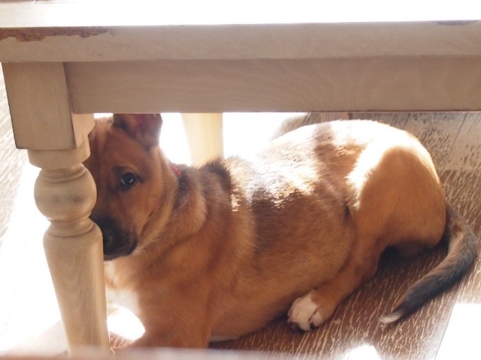 机の下に隠れてる…つもり