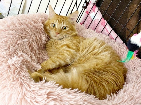 生後6カ月ころ、ふかふかのベッドでくつろぐ虎太郎くん（画像提供：梅虎さん）