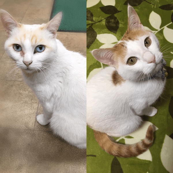 むぎちゃんのママはすでに他界。地域猫としてかわいがられていました（画像提供：むぎさん）