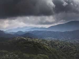「せっかく学んだ語学力が無駄」。私の悩みを、屋久島の森が解放した