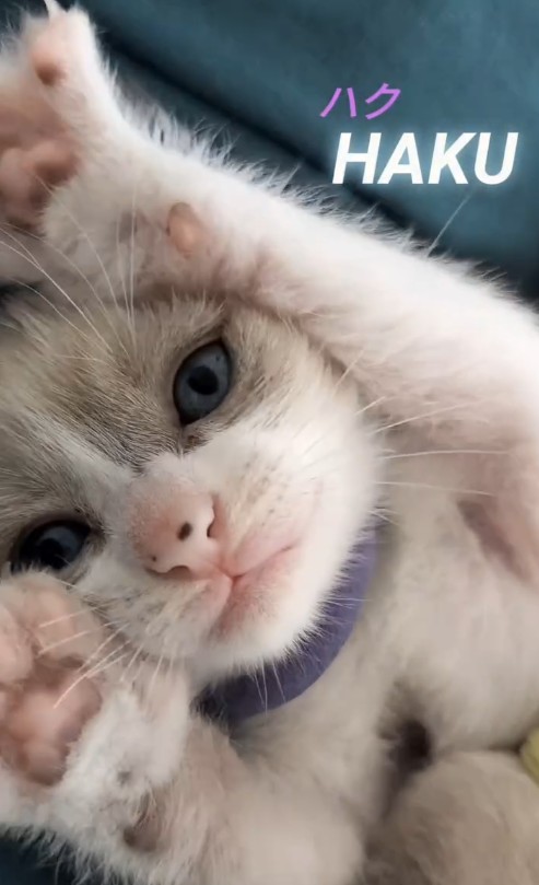 鼻のホクロが特徴的なハク／投稿者さん提供