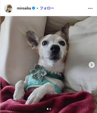 愛華みれのインスタグラム@mireaikaより