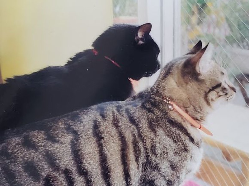 黒猫とキジ猫と。昔も今も自分が保護した猫に救われているんです