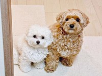 ご飯を用意していたらそろってやって来た（左から）ちろちゃん、まおくん（画像提供：まお ちろさん）