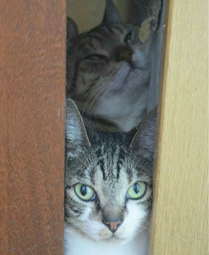 レスキューされた時、室内のあらゆる隙間から猫が発見された（写真提供：ねこけん）