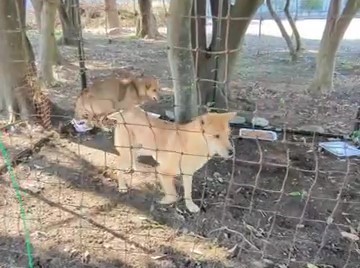 諸事情により父犬（手前）と母犬が先に捕獲され、蓮ちゃんはひとりぼっちに…（写真提供＝エクアルライフ）