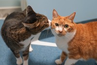 元地域猫のヒデキチ（左）は一番年上だが、モモ（右）やチチへの気づかいを忘れない