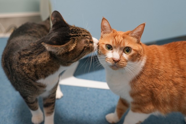 元地域猫のヒデキチ（左）は一番年上だが、モモ（右）やチチへの気づかいを忘れない