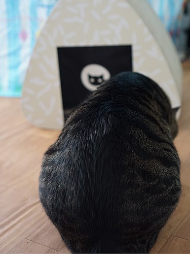 「誰？お尻がライスボールっていうのは」