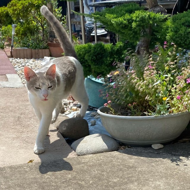 日向ぼっこを楽しむこまめちゃん