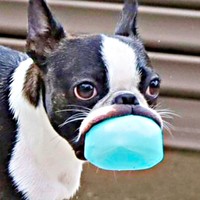 口の伸び方が異次元すぎるチャビィくんーー全身ショットにも驚き！（画像提供：チャビィ Chabyさん）