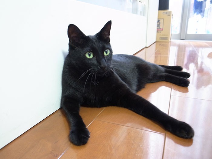 黒猫のなつちゃん