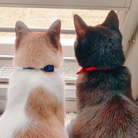 仲良くニャルソックする（左から）ぽんちゃん、クロロちゃん（画像提供：マミ太郎さん）