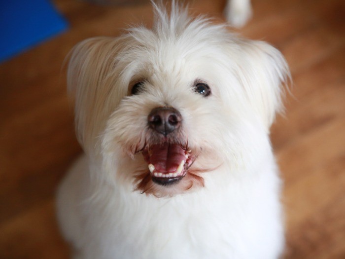 After　なにか嬉しいことあった？まっすぐ目をみてニッコリしているよう！