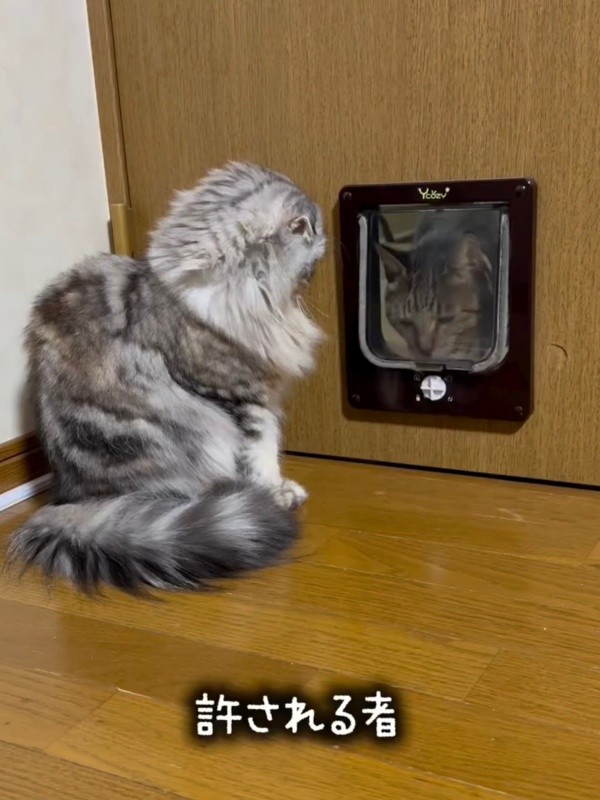 ペットドアの前を門番のように陣取るもなかちゃん（画像提供：Instagram／@neco_nekotaroさん）