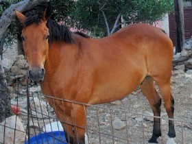 大型犬もヤギも出没！？　柵だって乗り越えられる愛