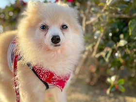 お散歩したことがなかった元保護犬のポメ「チャイ」　今ではたっぷり楽しめるように
