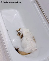 浴槽で「ととのう」シィクくん（画像提供：シィク : 猫アカさん）