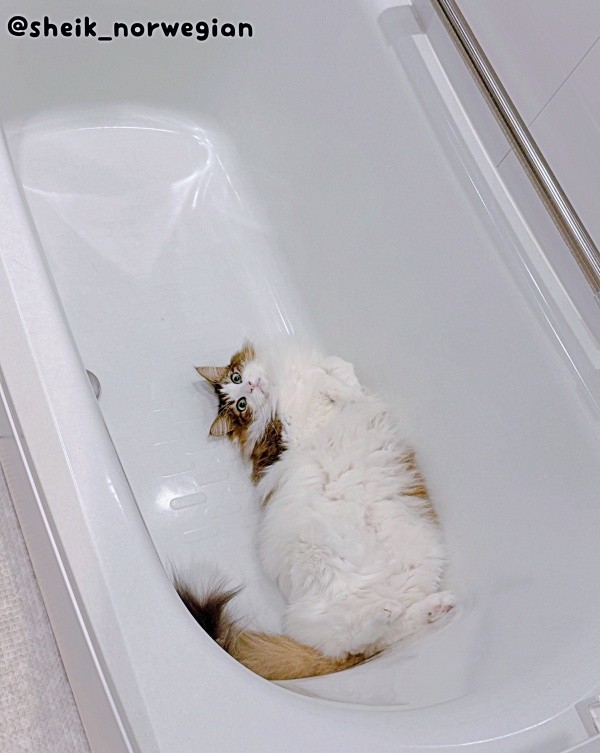 浴槽で「ととのう」シィクくん（画像提供：シィク : 猫アカさん）