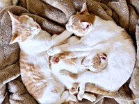 眠るときも一緒（左から）レンくん、リンちゃん、モカくん（画像提供：ともさん）