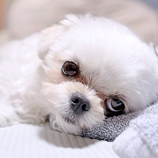 寝そべってうとうとするすずめちゃん（画像提供：チワマルすずめさん）