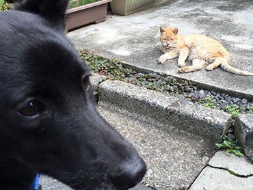 臆病な元野犬のお見合い失敗　親心が芽生えもらわれなくていいとも思ったが譲渡決定！