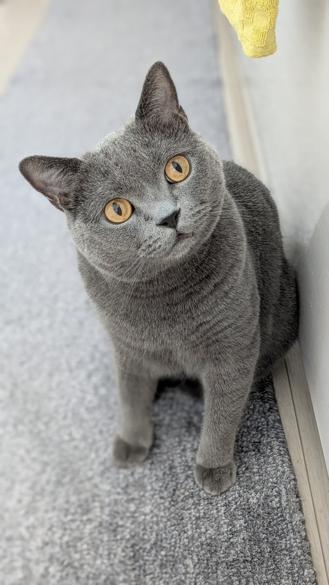 愛らしい全身ショット（提供：たぬをさん）