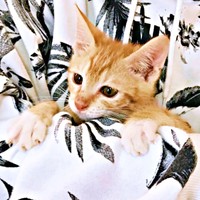 2017年12月3日、おうちにやって来たちいちゃん（画像提供：ちーちゃん-Mari-うるちゃんさん／Instagram）