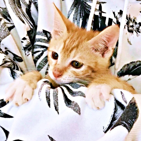 2017年12月3日、おうちにやって来たちいちゃん（画像提供：ちーちゃん-Mari-うるちゃんさん／Instagram）