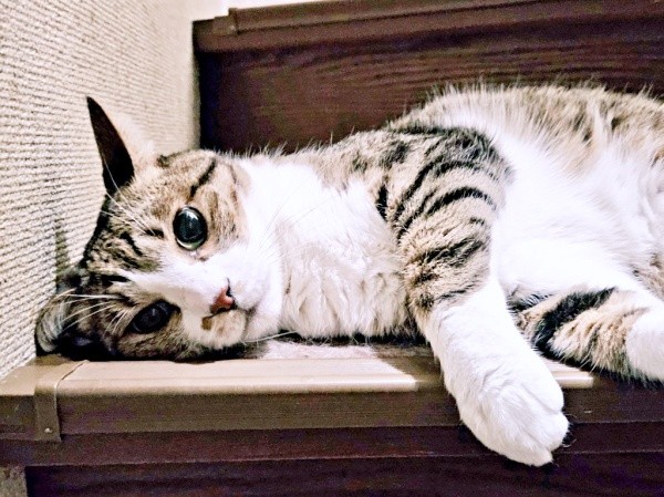 階段でゴロンと寝そべる元気くん（画像提供：MOTOさん）