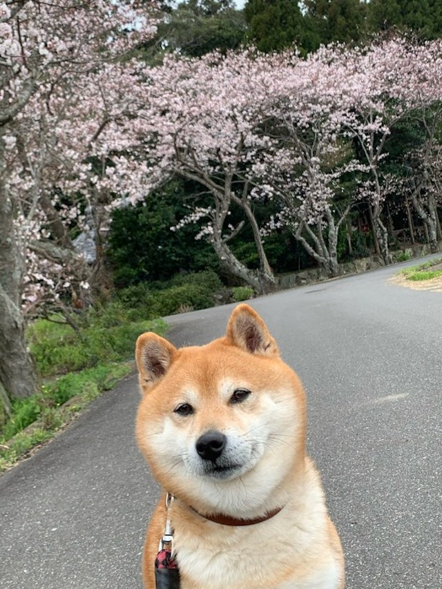 番犬のお仕事中だった柴犬さんを、黙って見つめていた柴犬、七郎くん（画像提供：スナナさん）