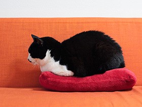 腎臓病の猫「ぽんた」の通院　待合室のおしゃべりが楽しみに（30）