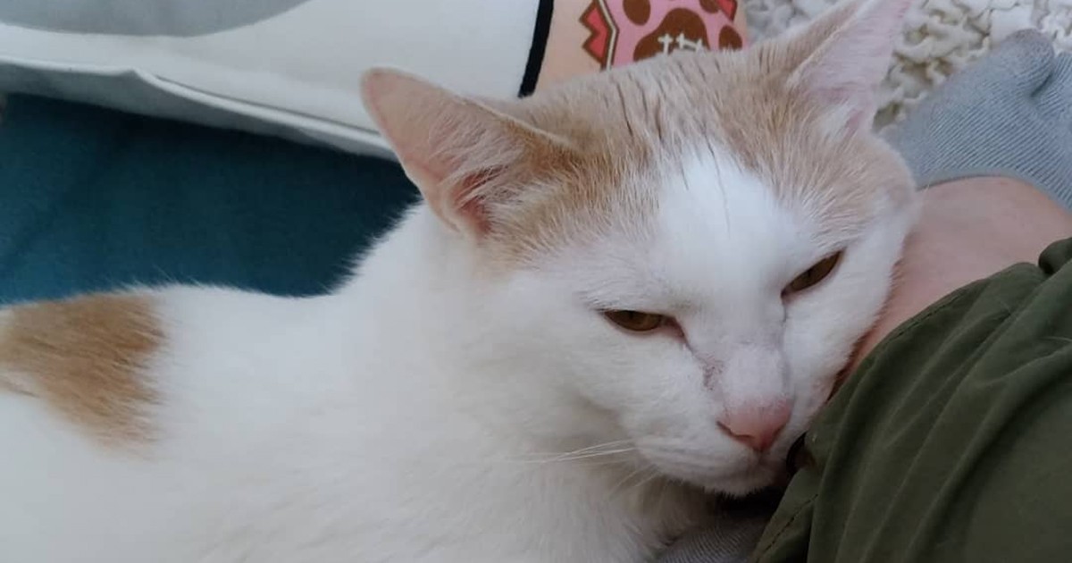 きょうは甘えてもいい日だよね 保護猫の「ミルク」 | 「犬や猫ともっと