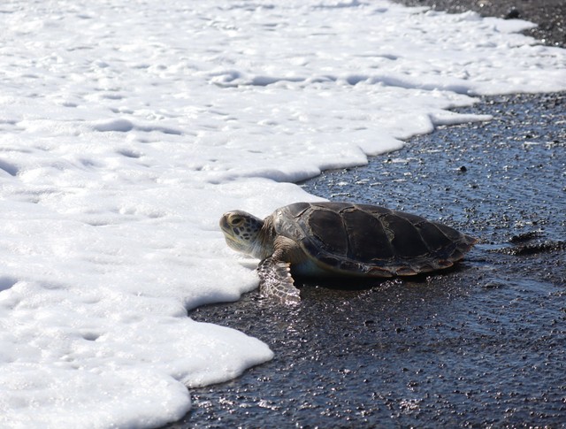 海へ帰るアオウミガメ（提供：道の駅ウミガメ公園【公式】さん）