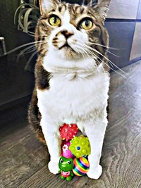 おもちゃを抱えるちーちゃん（画像提供：ミヤモトナオキさん）