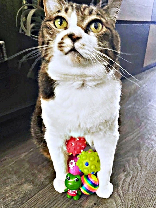 おもちゃを抱えるちーちゃん（画像提供：ミヤモトナオキさん）