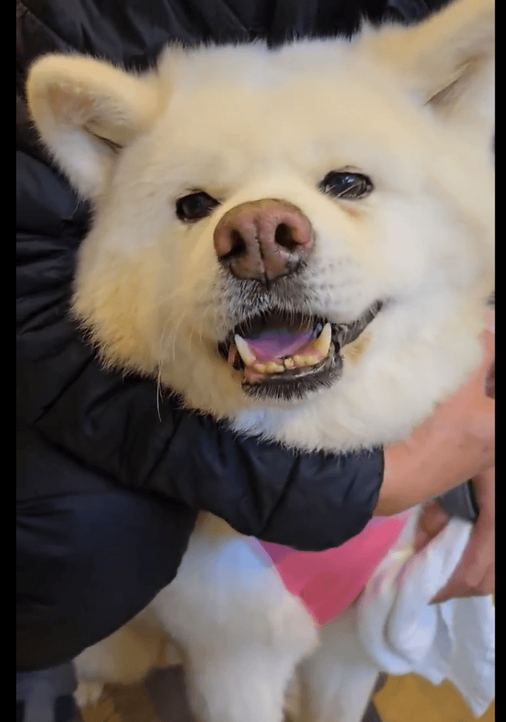 耳もブルブルふるえてしまうフウちゃん（飼い主さん提供）