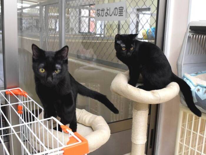 やんちゃな黒猫たち