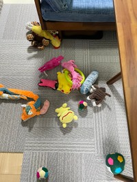 こじろうくんの足元には、おもちゃがいっぱい用意されていました（提供：T.Katsumiさん）