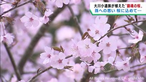 桜に託す孫への思い　宮城・大川小学校で孫２人を亡くした男性