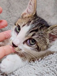 きゅるんとした瞳がキュートなたいちょうくん（画像提供：井上 えりさん）