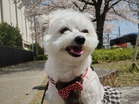 満面の笑顔？！　帰宅すると、歯をむき出しにしてお出迎えするミックス犬「つぶ」