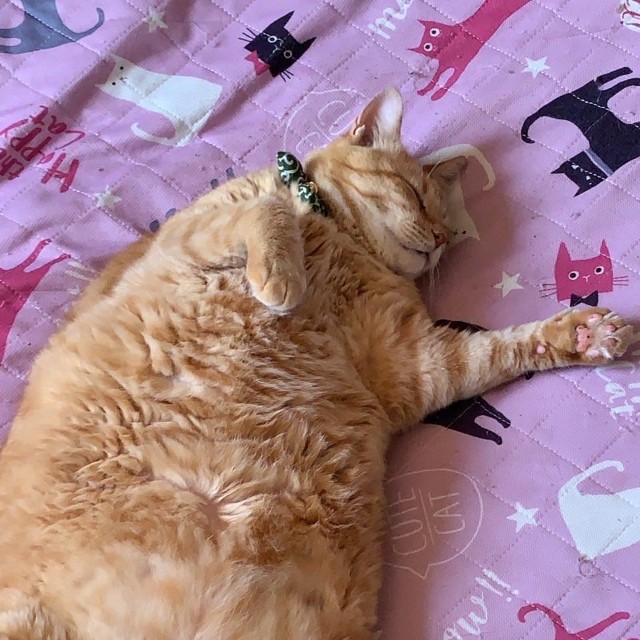 （鮪さん提供）