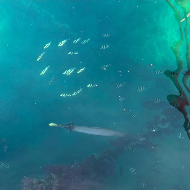 魚の影がはっきりと見えるほどのこの青さ（提供：たびぼっち🏕車中泊＆キャンパーさん）