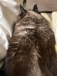 トトロだったの？＝turyさん（@tury21702354）提供