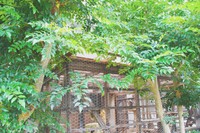 ねこにゃらカフェの外観。緑に囲まれて穏やかです