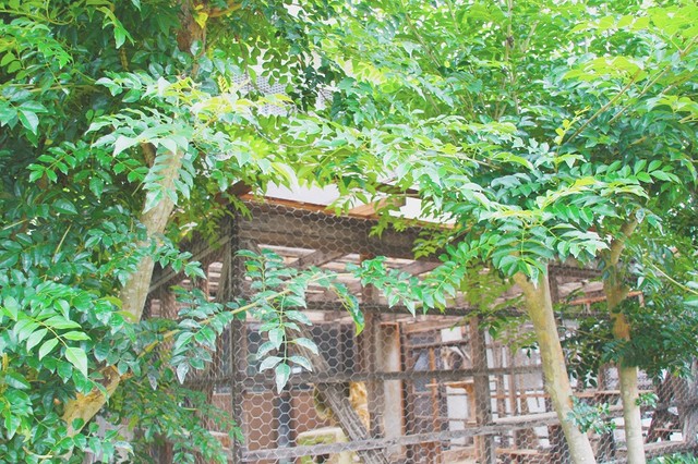 ねこにゃらカフェの外観。緑に囲まれて穏やかです