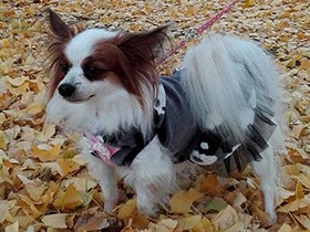 散歩するお友達が見える窓が好き　パピヨンの「リン」