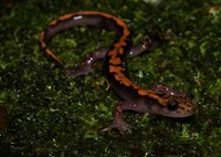 シコクハコネサンショウウオ成体（香川県立五色台少年自然センター提供）